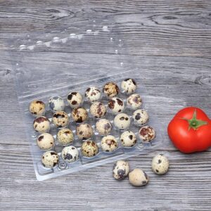 jumbo quail eggs tray plastic blister 24 cell blue stackable container for shipping and wholesale
